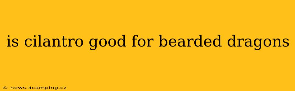 is cilantro good for bearded dragons