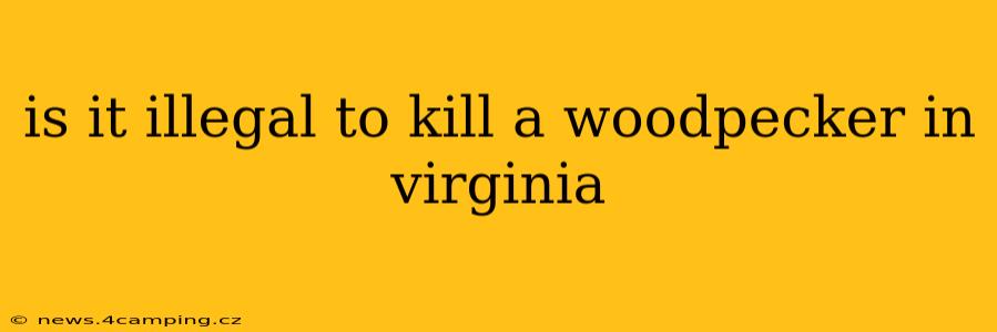 is it illegal to kill a woodpecker in virginia