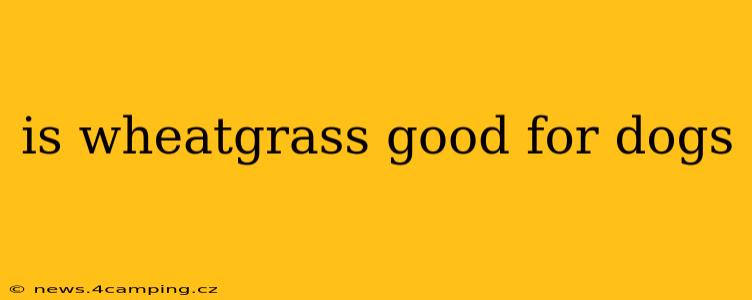 is wheatgrass good for dogs