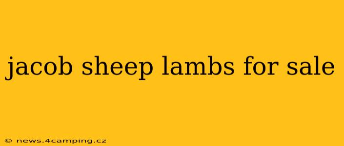 jacob sheep lambs for sale