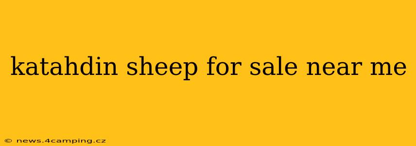 katahdin sheep for sale near me