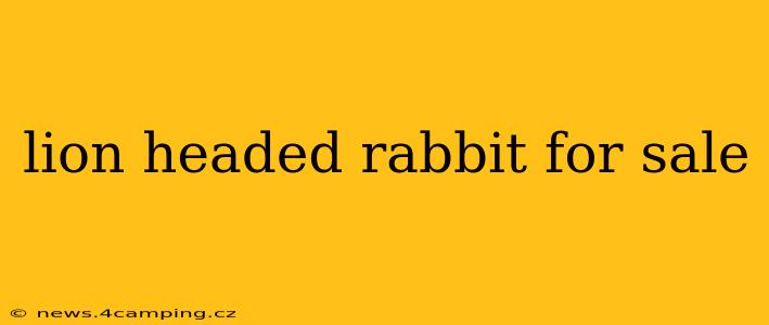 lion headed rabbit for sale