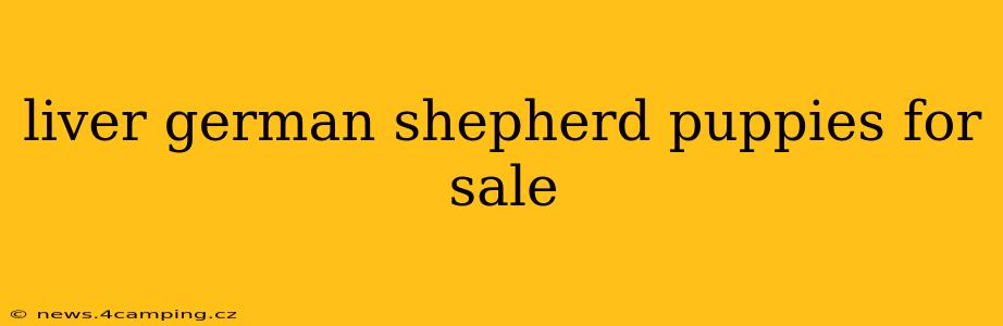 liver german shepherd puppies for sale
