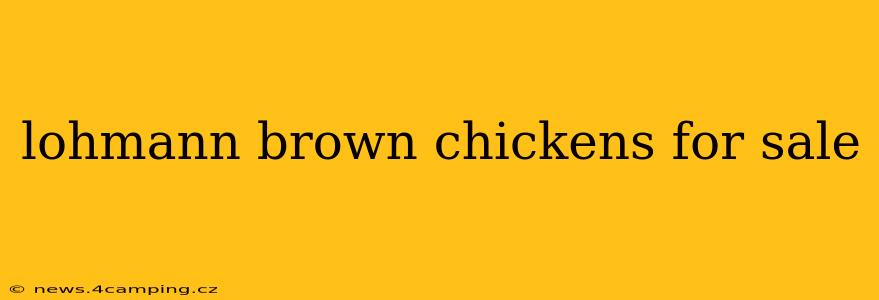 lohmann brown chickens for sale