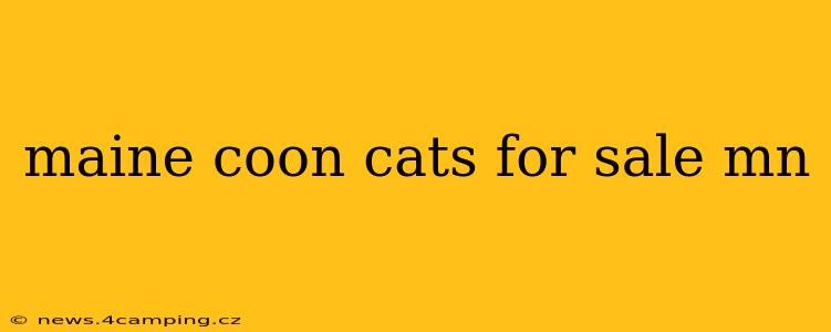 maine coon cats for sale mn
