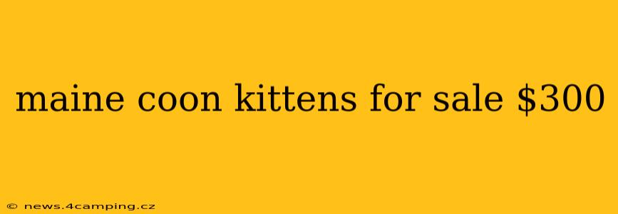 maine coon kittens for sale $300