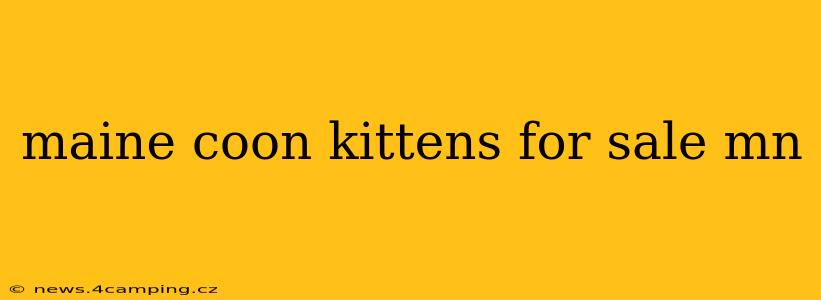 maine coon kittens for sale mn