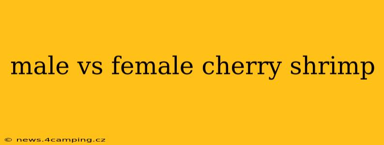 male vs female cherry shrimp
