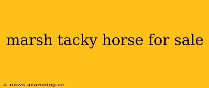 marsh tacky horse for sale