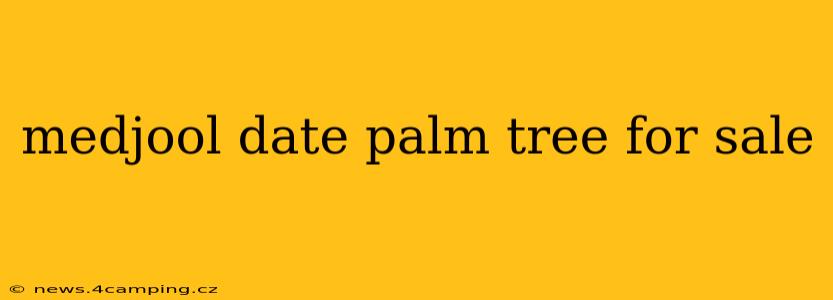 medjool date palm tree for sale