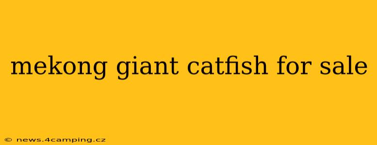 mekong giant catfish for sale