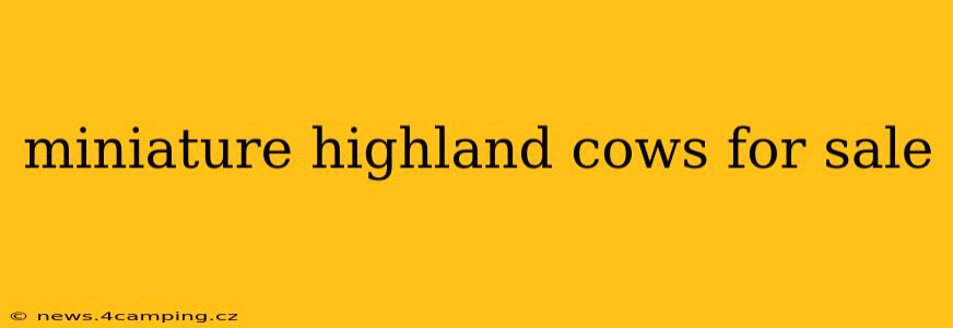 miniature highland cows for sale