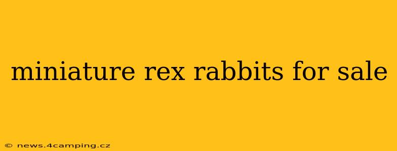 miniature rex rabbits for sale