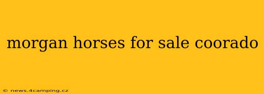 morgan horses for sale coorado