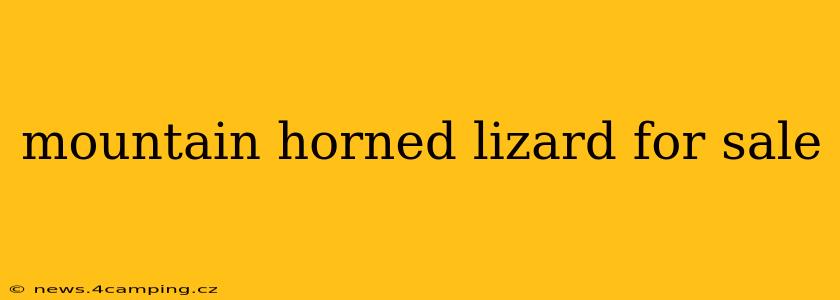 mountain horned lizard for sale