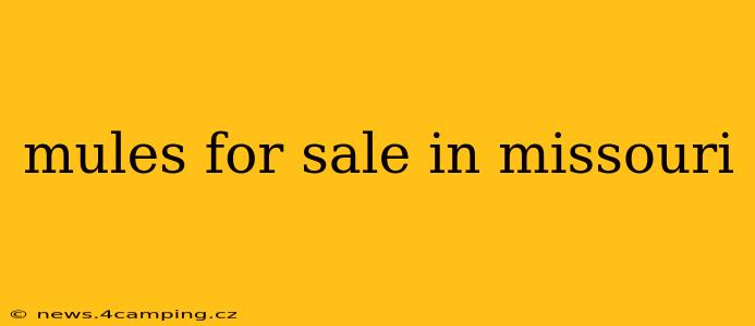 mules for sale in missouri