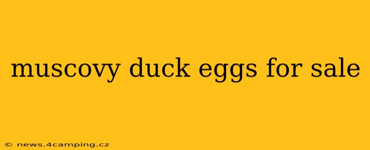 muscovy duck eggs for sale