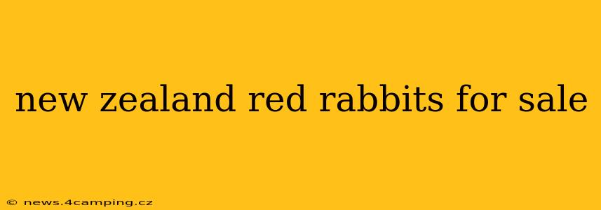 new zealand red rabbits for sale