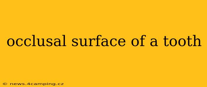 occlusal surface of a tooth