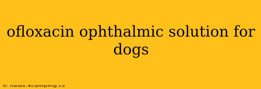 ofloxacin ophthalmic solution for dogs