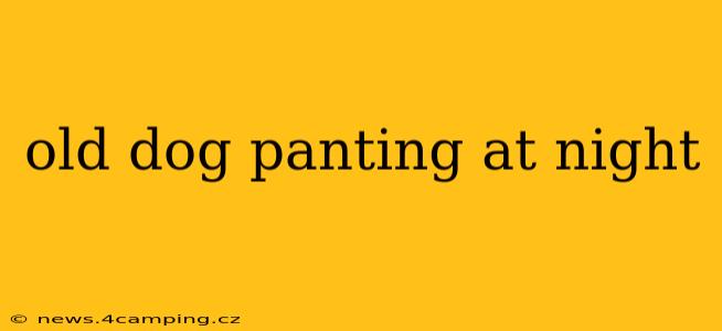 old dog panting at night