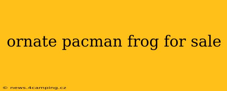 ornate pacman frog for sale