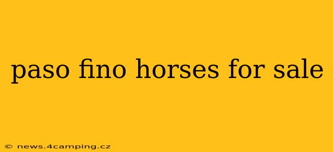 paso fino horses for sale