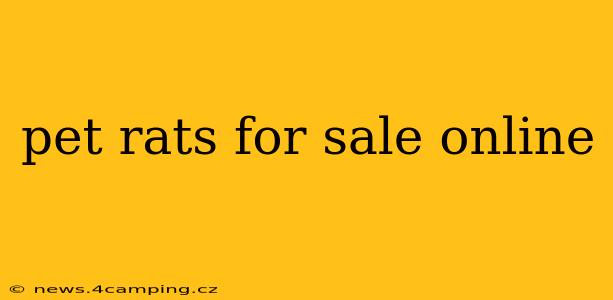 pet rats for sale online