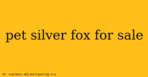 pet silver fox for sale