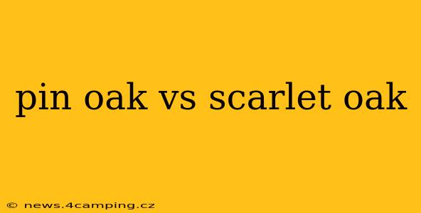 pin oak vs scarlet oak