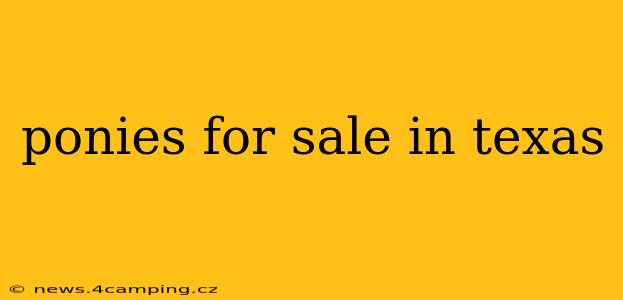 ponies for sale in texas