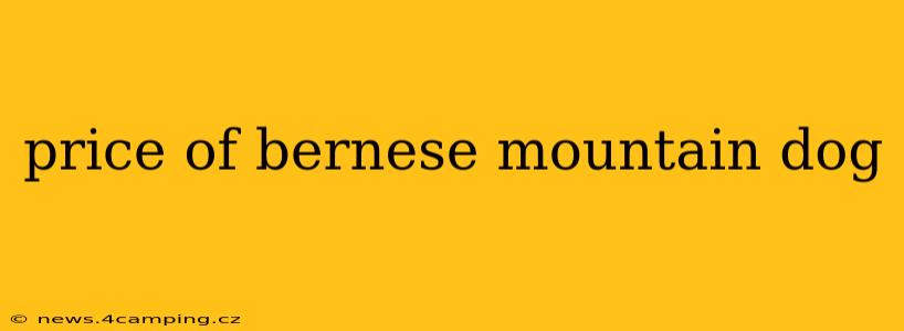 price of bernese mountain dog