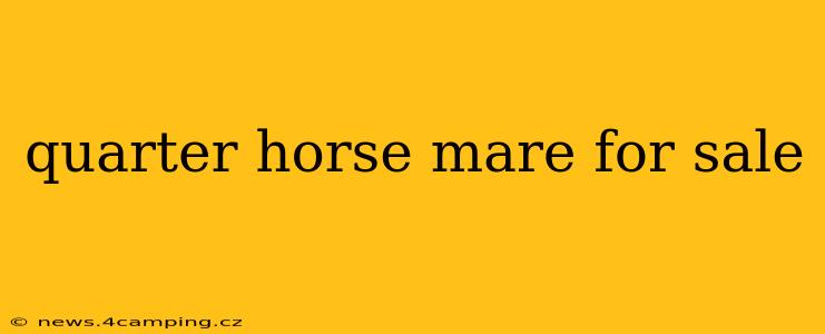 quarter horse mare for sale