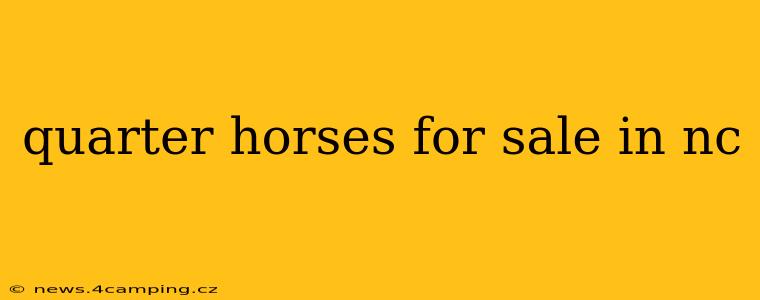 quarter horses for sale in nc