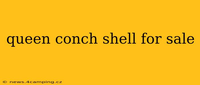queen conch shell for sale