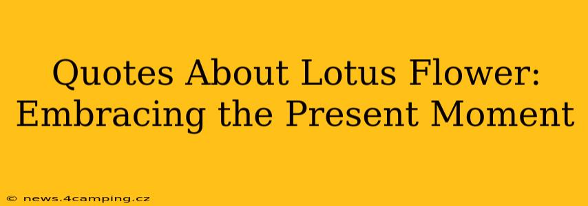 Quotes About Lotus Flower: Embracing the Present Moment
