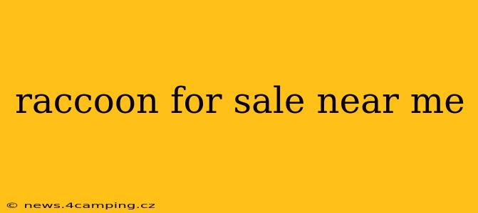 raccoon for sale near me