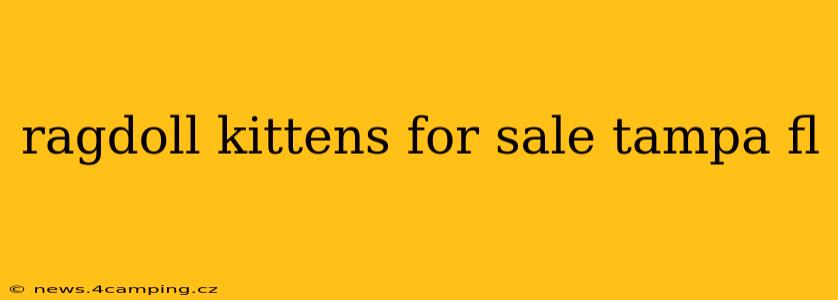 ragdoll kittens for sale tampa fl