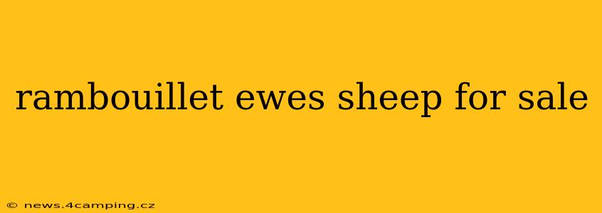 rambouillet ewes sheep for sale
