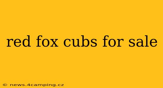 red fox cubs for sale
