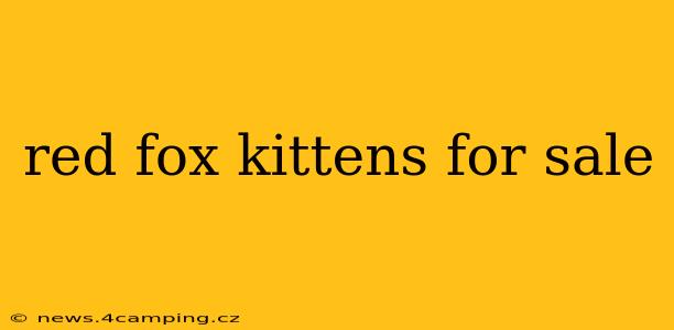 red fox kittens for sale