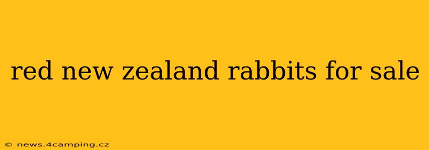 red new zealand rabbits for sale