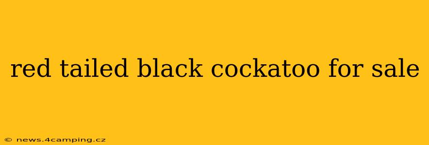 red tailed black cockatoo for sale