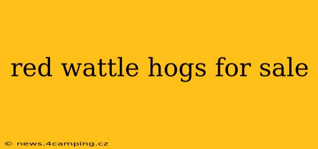 red wattle hogs for sale