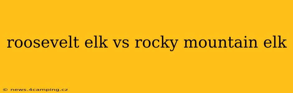 roosevelt elk vs rocky mountain elk