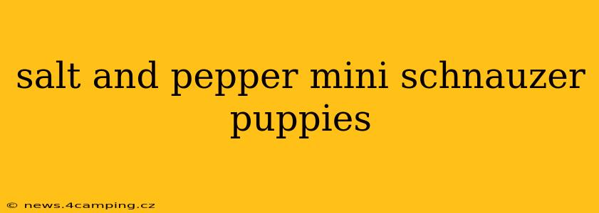 salt and pepper mini schnauzer puppies