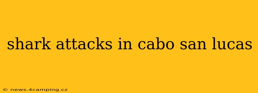 shark attacks in cabo san lucas