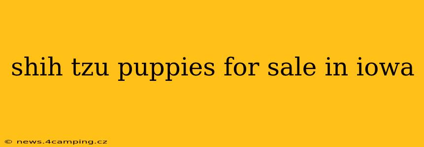 shih tzu puppies for sale in iowa