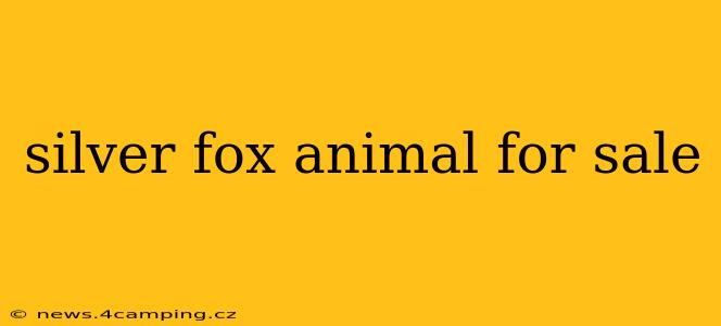 silver fox animal for sale