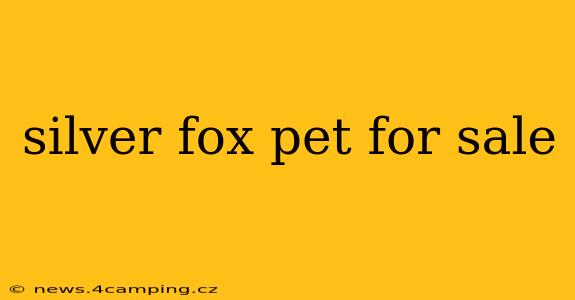 silver fox pet for sale